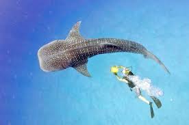 Image result for Rhincodon typus