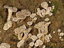 Attēlu rezultāti vaicājumam “Pseudocraterellus”