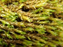 Attēlu rezultāti vaicājumam “Platyhypnidium riparioides”