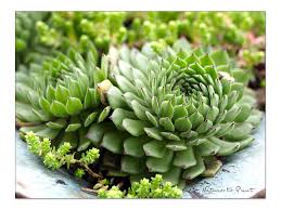 Image result for echtes Hauswurz