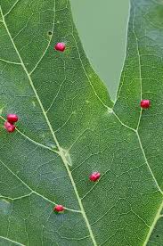 Attēlu rezultāti vaicājumam “Vasates quadripedes”