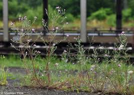 Attēlu rezultāti vaicājumam “Centaurea stoebe”