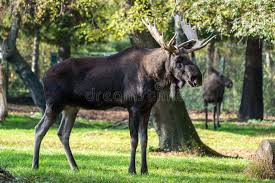 Attēlu rezultāti vaicājumam “Alces alces”