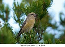 Attēlu rezultāti vaicājumam “Loxia pytyopsittacus”