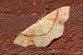 Attēlu rezultāti vaicājumam “Cyclophora punctaria”