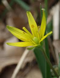 Attēlu rezultāti vaicājumam “Gagea pratensis flower”