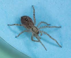 Attēlu rezultāti vaicājumam “Anyphaena accentuata”