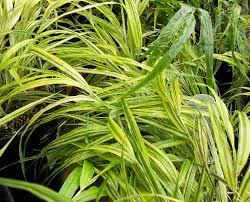 Attēlu rezultāti vaicājumam “Acorus calamus leaf”