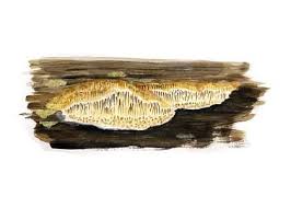 Attēlu rezultāti vaicājumam “Antrodia mellita”