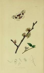 Attēlu rezultāti vaicājumam “Abraxas sylvata”