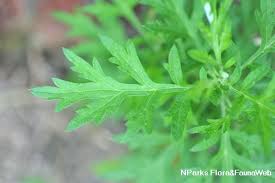 Attēlu rezultāti vaicājumam “Artemisia vulgaris leaf”