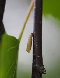 Attēlu rezultāti vaicājumam “Collaria arcyrionema young”