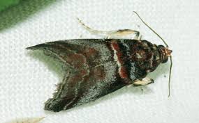 Attēlu rezultāti vaicājumam “Acrobasis advenella”