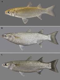 Image result for Chelon richardsonii