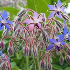 Image result for Borago officinalis