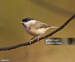 Attēlu rezultāti vaicājumam “Poecile palustris”