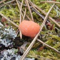 Attēlu rezultāti vaicājumam “Tubifera magna”