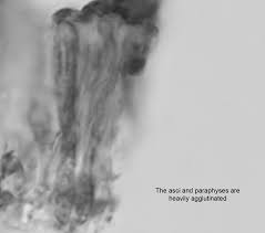 Attēlu rezultāti vaicājumam “Hyalorbilia inflatula”