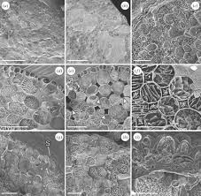 Attēlu rezultāti vaicājumam “Blasia pusilla sporophyte”