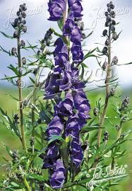 Image result for Aconitum napellus