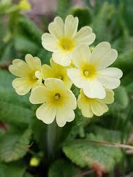 Image result for Schlüsselblumen