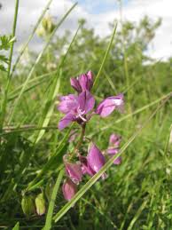 Attēlu rezultāti vaicājumam “Polygala vulgaris leaf”