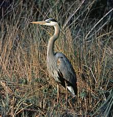 Image result for heron