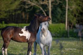 Attēlu rezultāti vaicājumam “Equus ferus caballus”