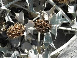 Attēlu rezultāti vaicājumam “Eryngium maritimum bud”
