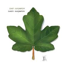 Attēlu rezultāti vaicājumam “Acer campestre leaf”