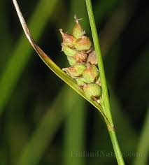 Attēlu rezultāti vaicājumam “Carex globularis”