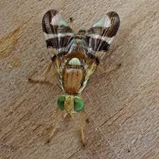 Attēlu rezultāti vaicājumam “Tephritidae”