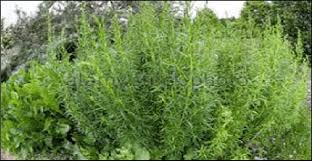 Image result for Artemisia dracunculus