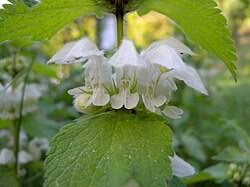 Attēlu rezultāti vaicājumam “Lamium album flower”