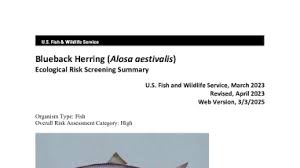 Image result for Alosa aestivalis