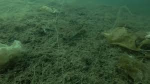 Image result for Microstomus kitt