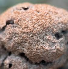 Attēlu rezultāti vaicājumam “Fuligo cinerea macro”