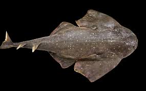 Image result for Squatina squatina