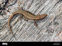 Attēlu rezultāti vaicājumam “Lacerta vivipara”