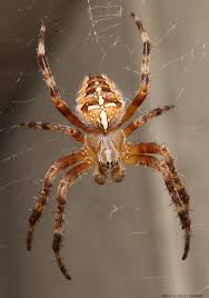 Attēlu rezultāti vaicājumam “Araneus diadematus female”