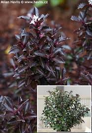 Attēlu rezultāti vaicājumam “Ilex x meserveae”