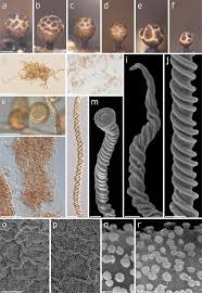 Attēlu rezultāti vaicājumam “Trichia erecta”