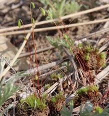 Attēlu rezultāti vaicājumam “Bryum caespiticium”