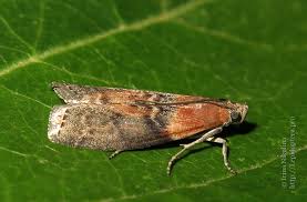 Attēlu rezultāti vaicājumam “Sciota adelphella”