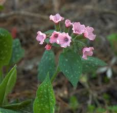 Attēlu rezultāti vaicājumam “Pulmonaria saccharata leaf”