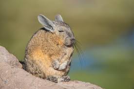Image result for viscacha