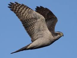 Attēlu rezultāti vaicājumam “Accipiter gentilis adult”