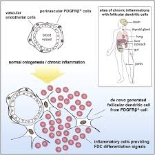 Attēlu rezultāti vaicājumam “Cinclidotus danubicus cells”