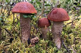 Attēlu rezultāti vaicājumam “Leccinum vulpinum”