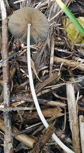 Attēlu rezultāti vaicājumam “Badhamia lilacina var. megaspora”